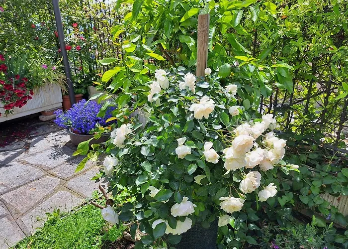 Comodo Con Giardino E Patio