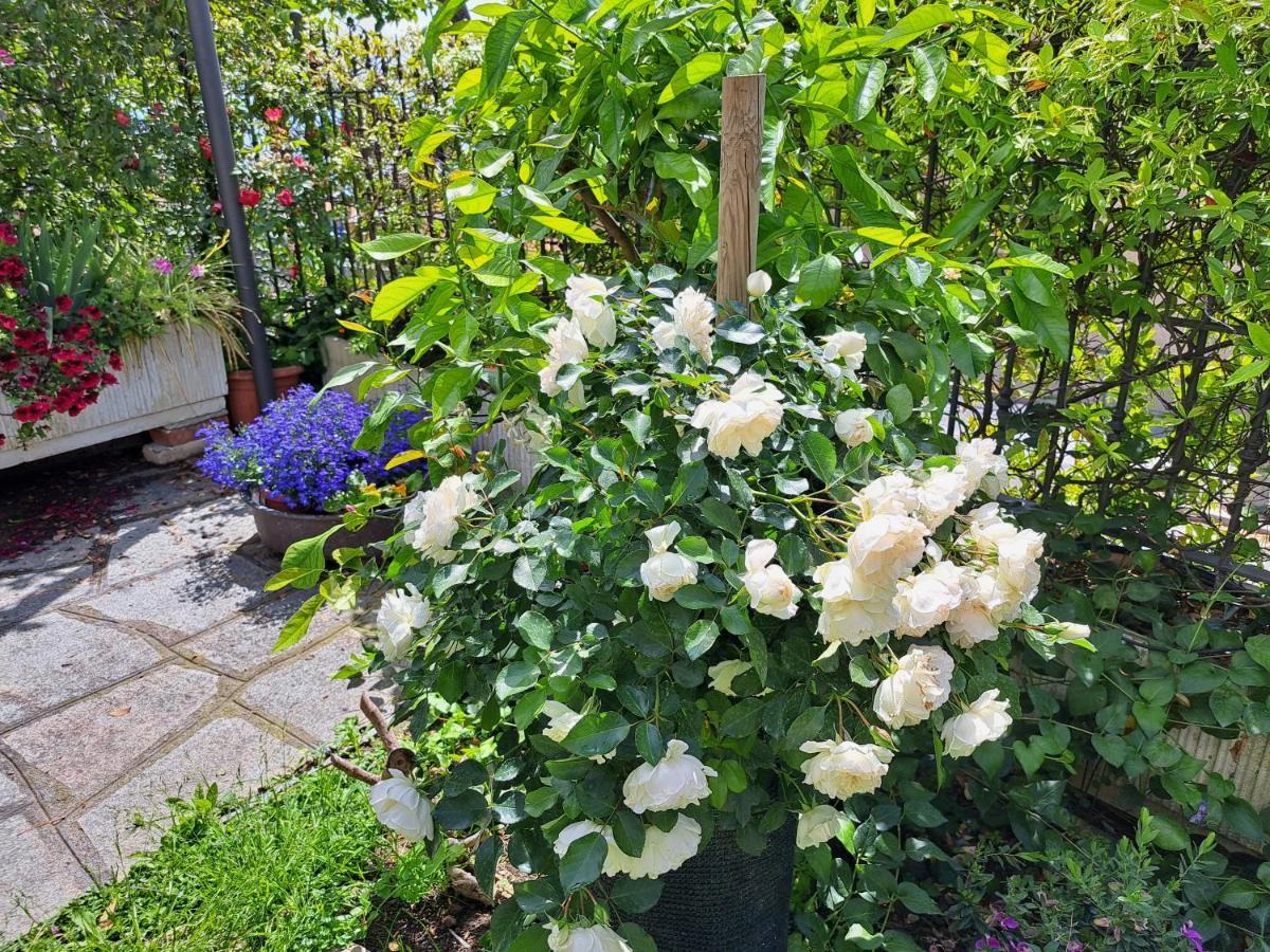 Apartment Comodo Con Giardino E Patio Sanremo